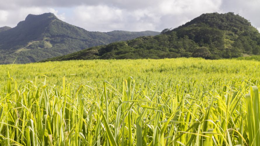 Les champs de canne à sucre comme celui-ci sont monnaie courante dans le nord de l'île Maurice