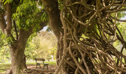 Reposez-vous sous de belles branches d'arbre qui se plient