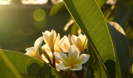 Frangipane, Mauritius