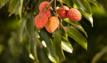 lychees-mauritius.jpg