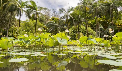 Pamplemousse Gardens, Mauritius