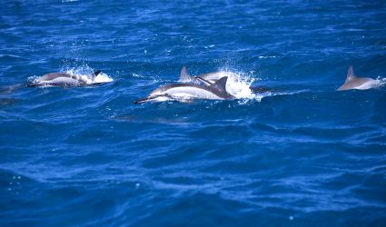 Dolphins, Mauritius