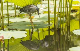 Environnement, flore et faune